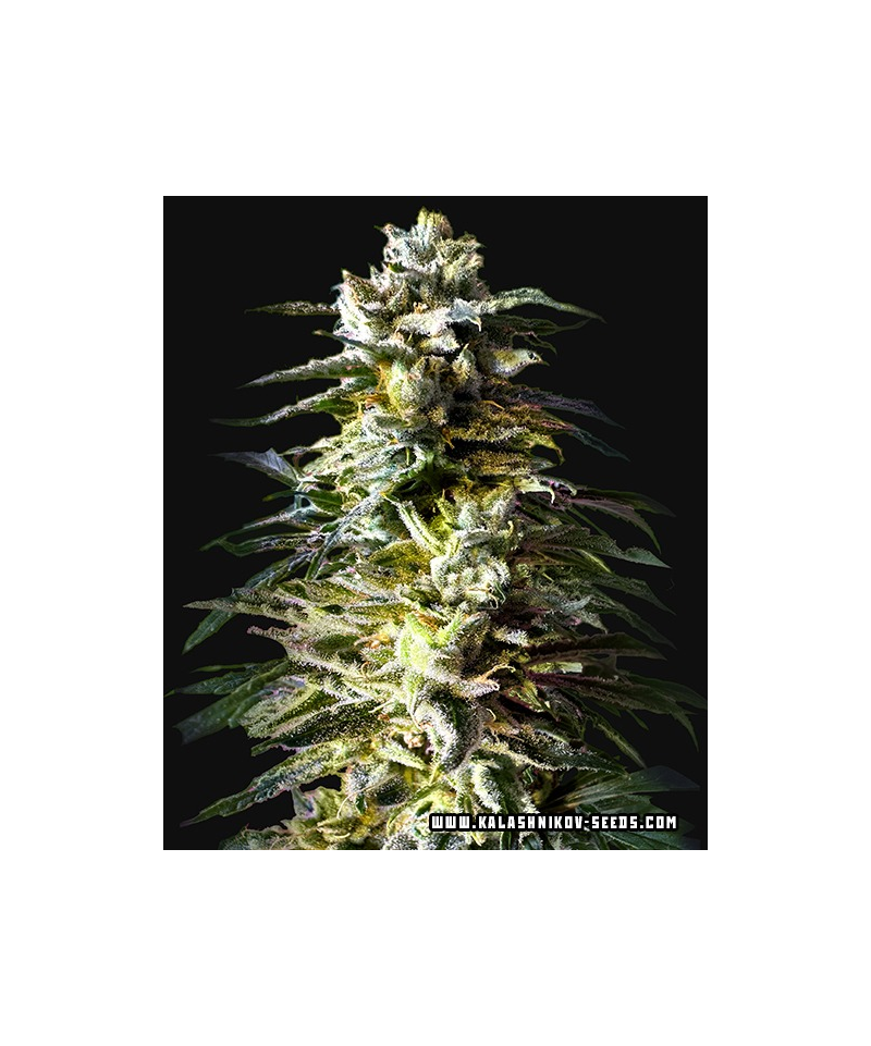 Bruce Killer Auto, Фасовка: 10